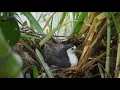 Download Lagu Birds Wild birds life The beauty of the white breasted waterhen #22