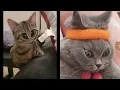 Download Lagu Kucing Lucu, Kucing Masak, Kucing Tidur, Kucing Belajar - Kucing Main Tik Tok terbaru 2021 #5
