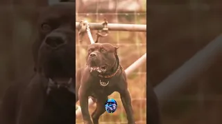 عندما يغضب كلب البيتبول PITBULL 