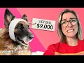Is Pet Insurance A Scam