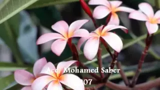 نصر الدين طوبار قطرة من ندي روعة روعه روعه 