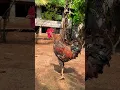 Download Lagu Ayam menangis | Ayam jago menjerit| bisnis yang baik| Петух кричит| Ayam jantan berteriak
