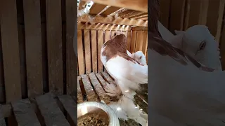 عملت لي لوزة كشف حمامة وكانت الصدمة يوسف صبحي 