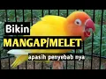 Download Lagu Bikin lovebird Mangap atau Melet. apasih penyebab nya ?