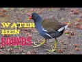 Download Lagu Water Hen Song Of Bird Song Nature sounds