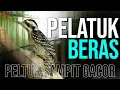Download Lagu MASTERAN PLATUK/SAMPIT BERAS GACOR