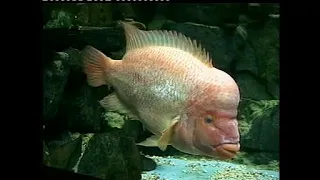 مالي صبر عاصي الحلاني كاريوكي Assi El Hallani Mali Saber Karaoke 