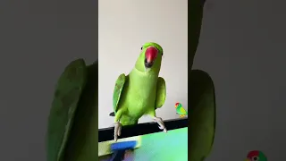 ببغاء دره أليف يتكلم    طيور الزينة  ببغاء الدره دندنها