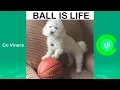 Ultimate Quincy Vine Compilation 2018 Funny Quincy Vines