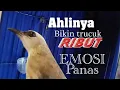 Download Lagu nggak perlu lama trucukmu pasti PANAS NGAMUK GACOR dengan suara pancingan trucukan ini