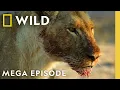 Lagu Savage Kingdom: Sacrifice and Succession | Season 4 MEGA EPISODE | Nat Geo Animals