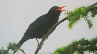 Download Blackbird in our garden MP3