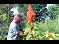 Lagu Amaranth - Harvesting and Winnowing Grain