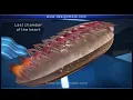 Circulatory system in cockroach