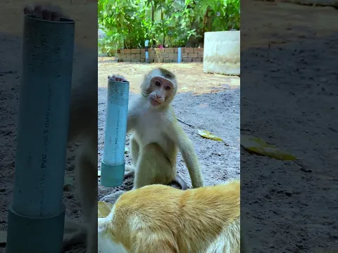 baby monkey Looking So Sad #monkey  #love #shortfeed