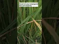 Download Lagu Cara Mengatasi Daun Padi Menguning, Belum Tentu Jamur #shorts #agriculture