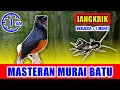 Download Lagu MASTERAN MURAI BATU - suara Jangkrik jernih keras berjeda 1 menit FULL 1 JAM