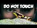 This Toxic Frog s Deadliest Secret Isn t Its Poison