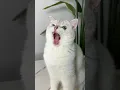 Download Lagu Did you like the picture with my cat? #cat #cats