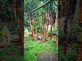 Download Lagu JORAN PANCING BAMBU CENDANI #mancing #joranbambu #bamboo #JORAN BAMBU CENDANI #jorancendani