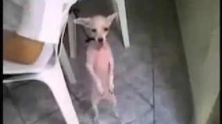 الاغنية التي يبحث عنها الجميع آعلال سلوكية هاو  الاغنية التي يبحث عنها الجميع آعلال سلوكية هاو