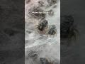 Jumping spider had babies