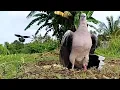 Download Lagu Si Gading Tekukur Pikat.. Suara tekukur enak labuan.. Pikat Tekukur 2020 ( spotted dove )