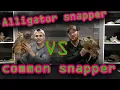 Alligator Snapping Turtle VS Common Snapping Turtle Can you tell the difference