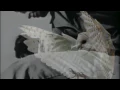 Lawrence ‎– A Day In The Life (Not Official Video)