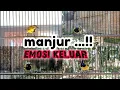 Download Lagu MANJUURR ...!!PANCINGAN SOGON PALING AMPUH EMOSI LANGSUNG KELUAR #pancingansogon #sogongacor #sogon
