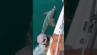 Unbelievable Dolphin Experience. #shorts #dolphin