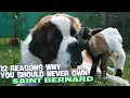 12 Reasons Why You Should Never Own a Saint Bernard