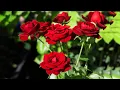 Download Lagu Неземная музыка Сергей Грищук уносит вдаль к мечтам! Красивая музыка для души! Релакс видео #3