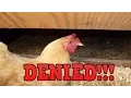 How to STOP chickens from sleeping in nest boxes CC