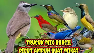 Download suara pikat burung trucuk birahi mix burung kecil ribut memanggil burung liar jt59 MP3