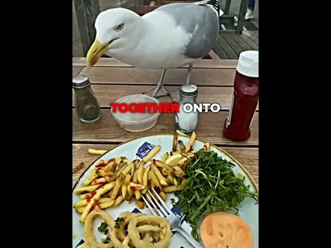 This gull has been shoplifting for six years 🐦