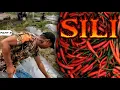 Download Lagu P2 - Bakit Kaya Nasira ang mga Sili? - EP1977