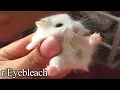 bite sized
