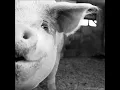 PIG – One For The Neck