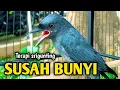 Lagu srigunting abu abu gacor AMPUH buat PANCINGAN srigunting abu biar bunyi | burung srigunting gacor