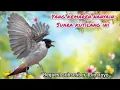 Download Lagu MP3  crecetan KUTILANG RIBUT AMPUH UNTUK PIKAT BURUNG KECIL DAN BESAR