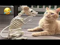 Download Lagu You Laugh, You Lose 😼🐶 Funniest Cats \u0026 Dogs 2025 Compilation😂🐾