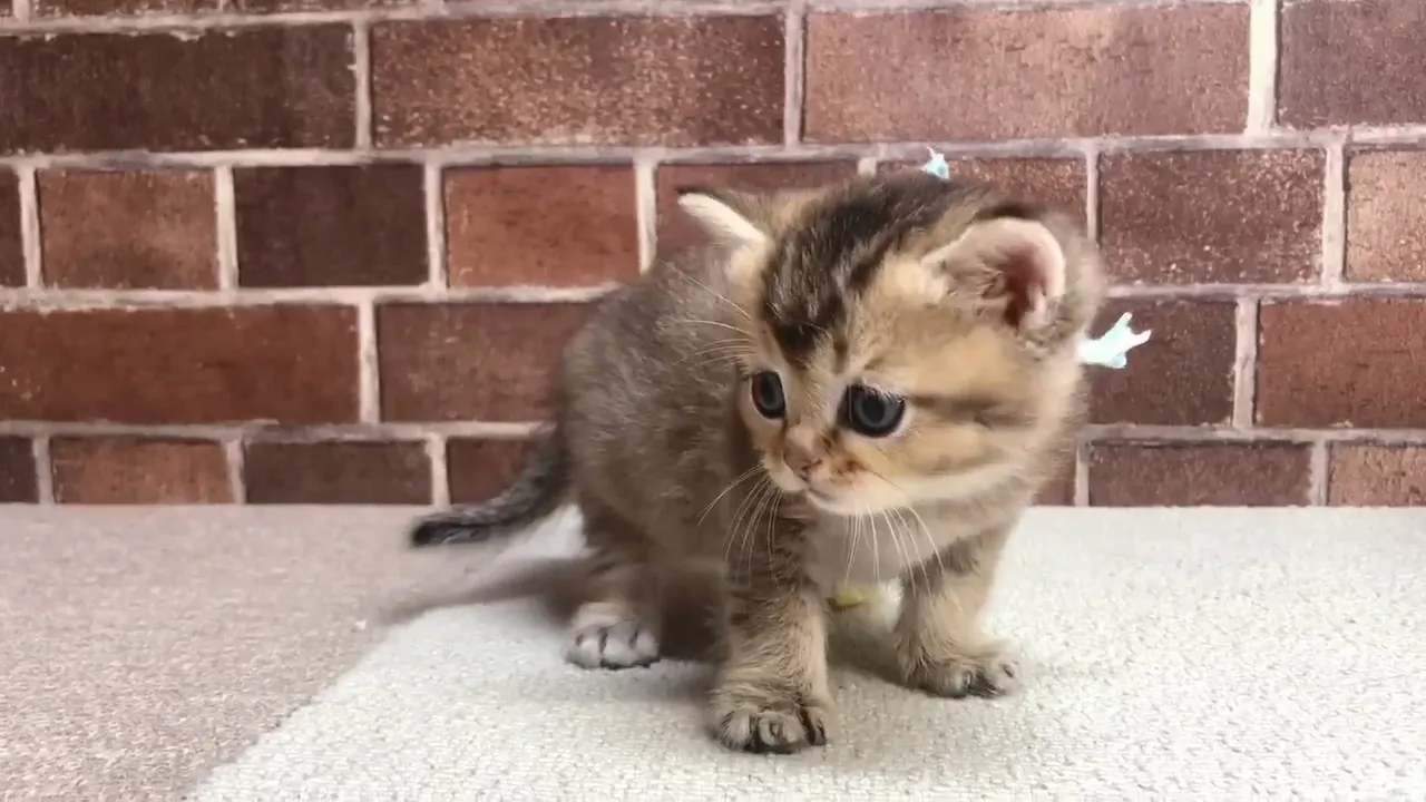 動画