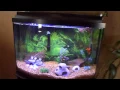 36 Gallon Bow Front Cichlid Tank