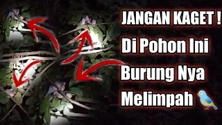 Download TERBAIK ! CARA MENANGKAP BURUNG MALAM HARI || MENCARI BURUNG MALAM2 MP3