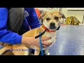 Reactive Beagle Corgi Mix Ginger 2 Week Board Train Program Off Leash K9 Training Maryland