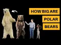 How Big Are Polar Bears Size Comparison