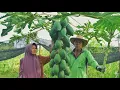 Lagu Panen Pepaya Untuk Dimasak Pepaya Mustofa Pesanan Anak Cucu Online Akung Uti