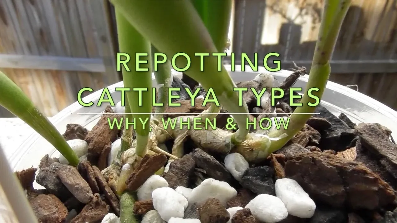 ORCHID CARE: CATTLEYA & EPIDENDRUM REPOTTING