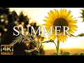 Download Lagu SUMMER 4K - The Relaxing Music With Fresh With Summer Scenery - (4K Video UHD)